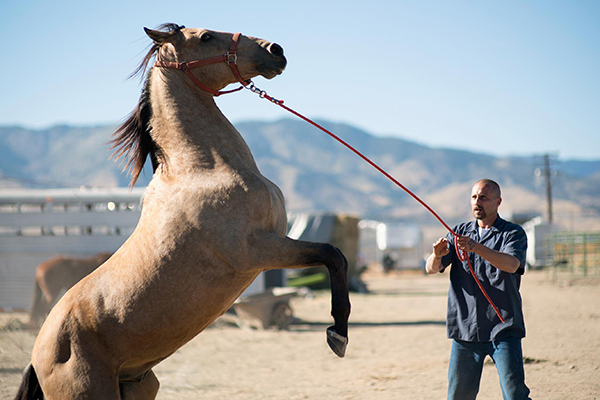 Inmate Programs that pair hard-core prisoners with recently captured mustangs. A designated inmate trains his assigned horse for an upcoming auction, the sale money funding the continuation of the Mustang project.