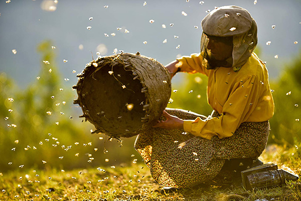 ‘Honeyland’ present an allegory of environmental sensitivity